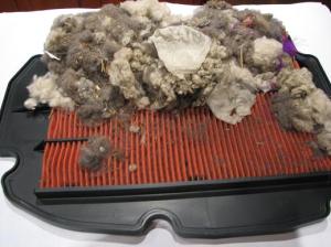 mouse nest on air filter